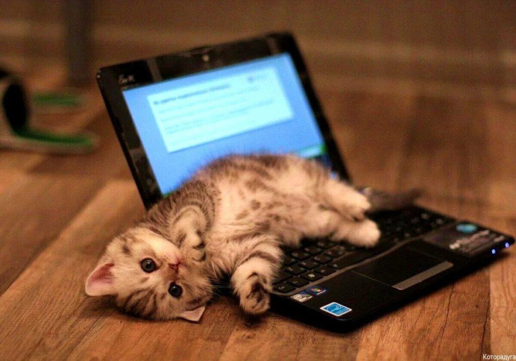 Котик на ноутбуке